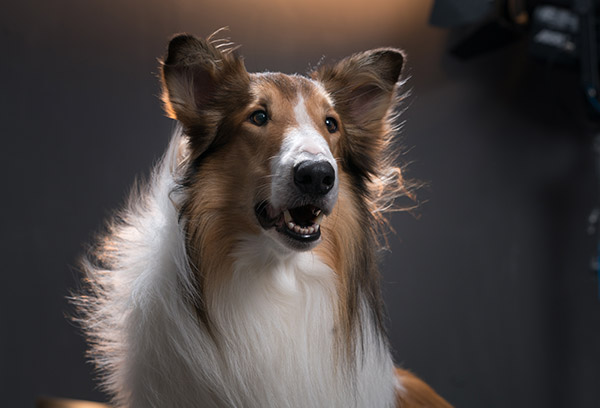 Meet and Greet mit Lassie Filmhund